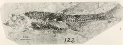 Paleoleociscus etilius2