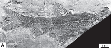 Protothymallus elongatus 2