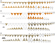 Associated-dentitions-of-Otodus-chubutensis-in-lingual-view-A-USNM-411881-adapted