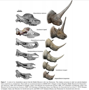 Elasmotheriinae evolution