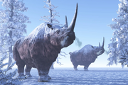 Woolly-rhino-2