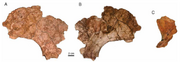 Argodicynodon pelvis