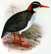 Gallirallus.pacificus
