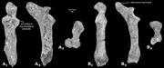 Ulnae-of-the-proboscidean-Arcanotherium-savagei-Court-1995-from-the-Idam-Unit-early