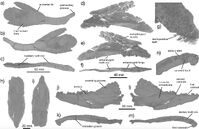 Amia basiloides skull