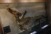 Edmontosaurus Senckenberg 01.jpg