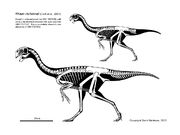 Khaan skeleton.jpg
