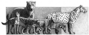 Africa - the evolution of a continent and its large mammal fauna (2006) fig. 11
