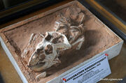 Bagaceratops fossil