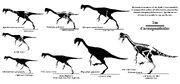 Caenagnathidae.jpg
