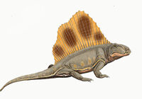 Dimetrodon loomisi