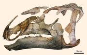 Eotrachodon-orientalis skull.jpg