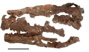 Herrerasaurus skull 01