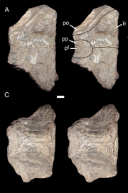 Pentasaurus skullroof.png