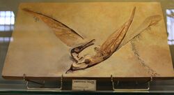 Rhamphorhynchus phyllurus Marsh 1882