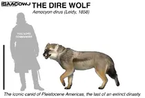 The-dire-wolf-aenocyon-dirus-v0-h4a70fv1lkxd1