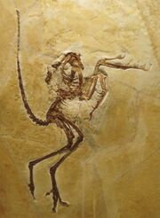 Archaeopteryx lithographica Solnhofen Specimen