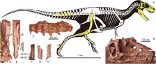 Asiatyrannus (holotype)