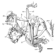 Corythoraptor holotype outline.png