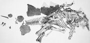 Holotype of S