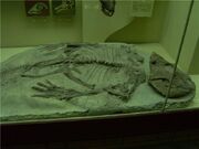 Leptoceratops fossil.jpg