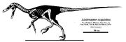 Linheraptor skeletal