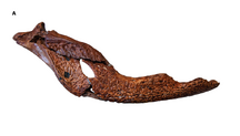 Mekosuchus holotype