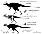 Pachycephalosaurids