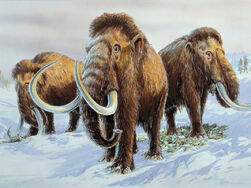 V23Wooly Mammoths