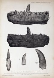 1824 Buckland's Megalosaurus jaw teeth.jpg