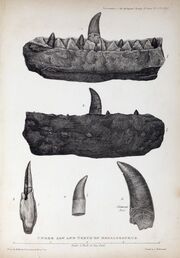 1824 Buckland's Megalosaurus jaw teeth