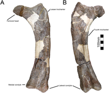220px-Yehuecauhceratops femur