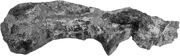 Ankylosaurus scapula