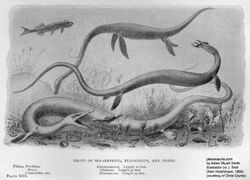 Elasmosaurus 1893