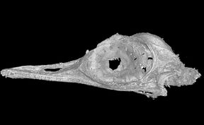 Image4-ctscanofoculudentavisskull