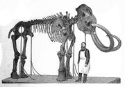 Mammuthus primigenius Brockhaus.jpg