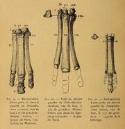 Palaeotherium foot bones