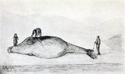 Стеллерова корова4