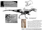 Concavenator skeleton