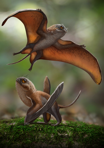 Life reconstruction of Sinomacrops bondei