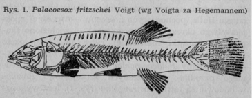 Palaeoesox fritzschei r