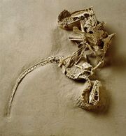 Velociraptor fossils 02