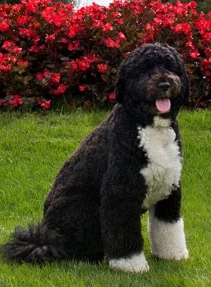 Portuguese Water Dog - Wikipedia