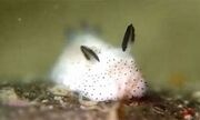 Sea Bunny Real Life