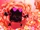 Ace.shot.jikochu.png