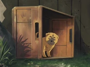 Moko taking shelter.