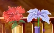 Flores mucardia