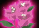 Azuza's heart flower also known as Bougainvillea which represents passion.