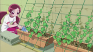 Tsubomi acomodando las plantas