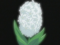 HPC09.White.Hyacinth